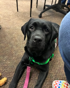 Service Dogs in Training