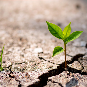 A small green seedling with bright leaves grows through a crack in dry, rocky ground, symbolizing growth and resilience through difficult conditions.